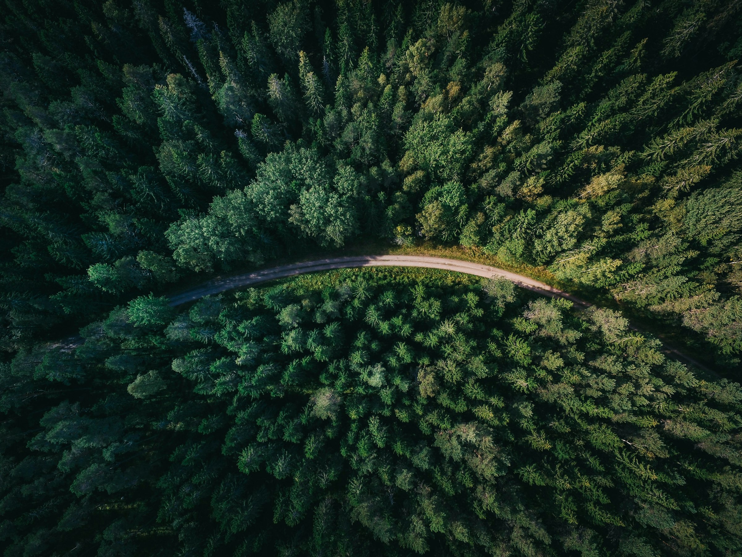 Forest road from above