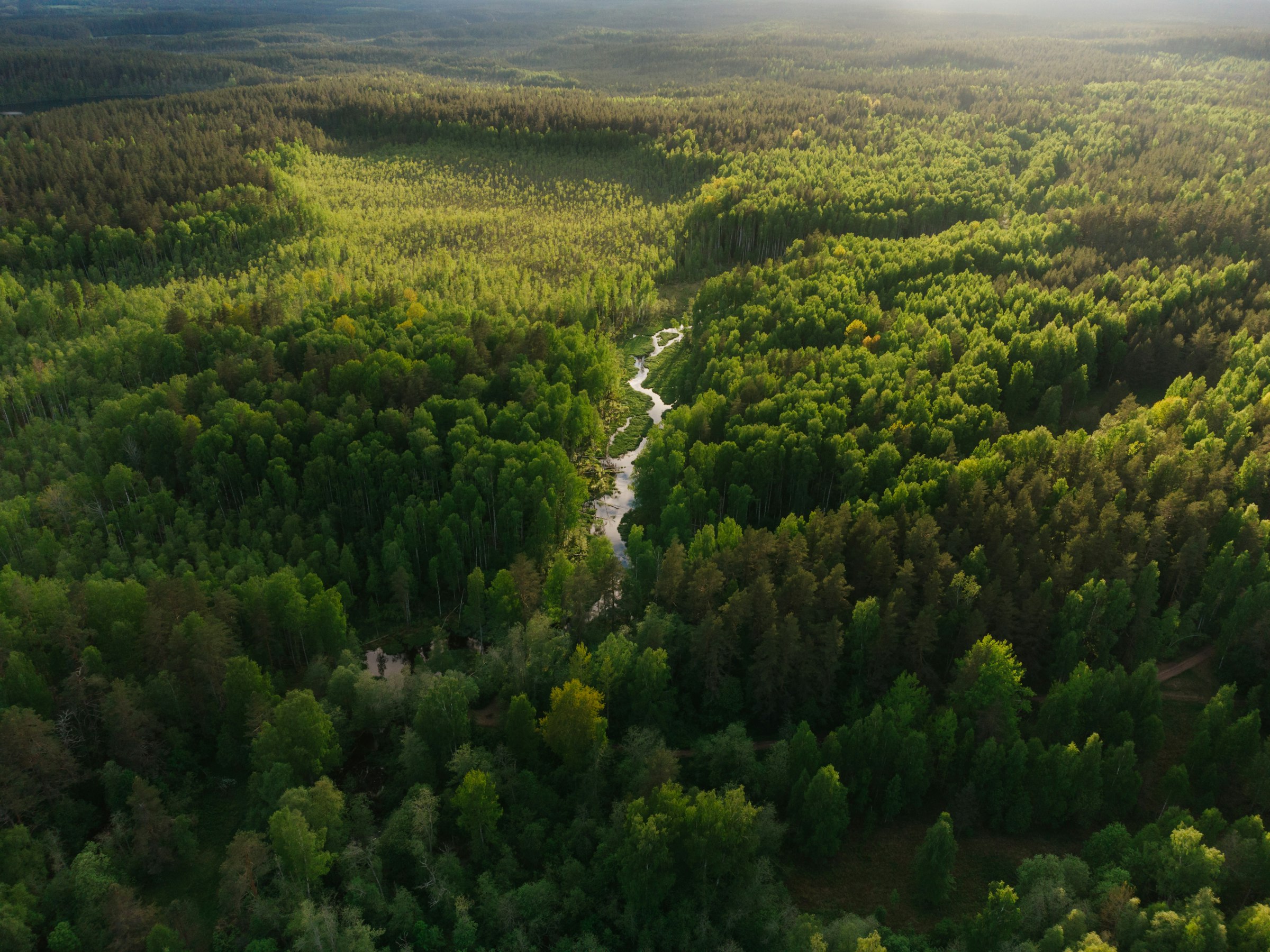 High aerial over dark forest